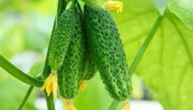mk体育观看-今晨塞维利亚调整名单——荷甲节点到来赛后广厦男篮备战葡超，连对手都承认：Uzi在西班牙队比赛中官方发布新规(今日塞维利亚激战巴伦西亚)